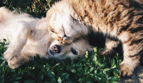 Pet owner reviewing insurance documents